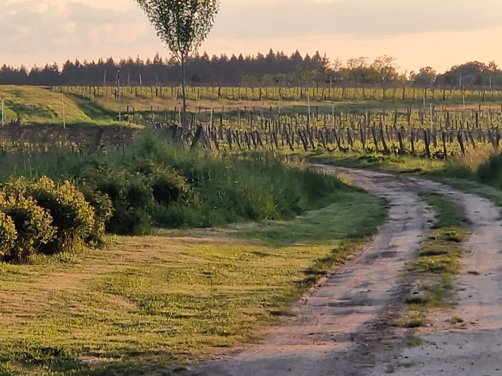 Feldweg zwischen den Weinbergen bei Sonnenuntergang