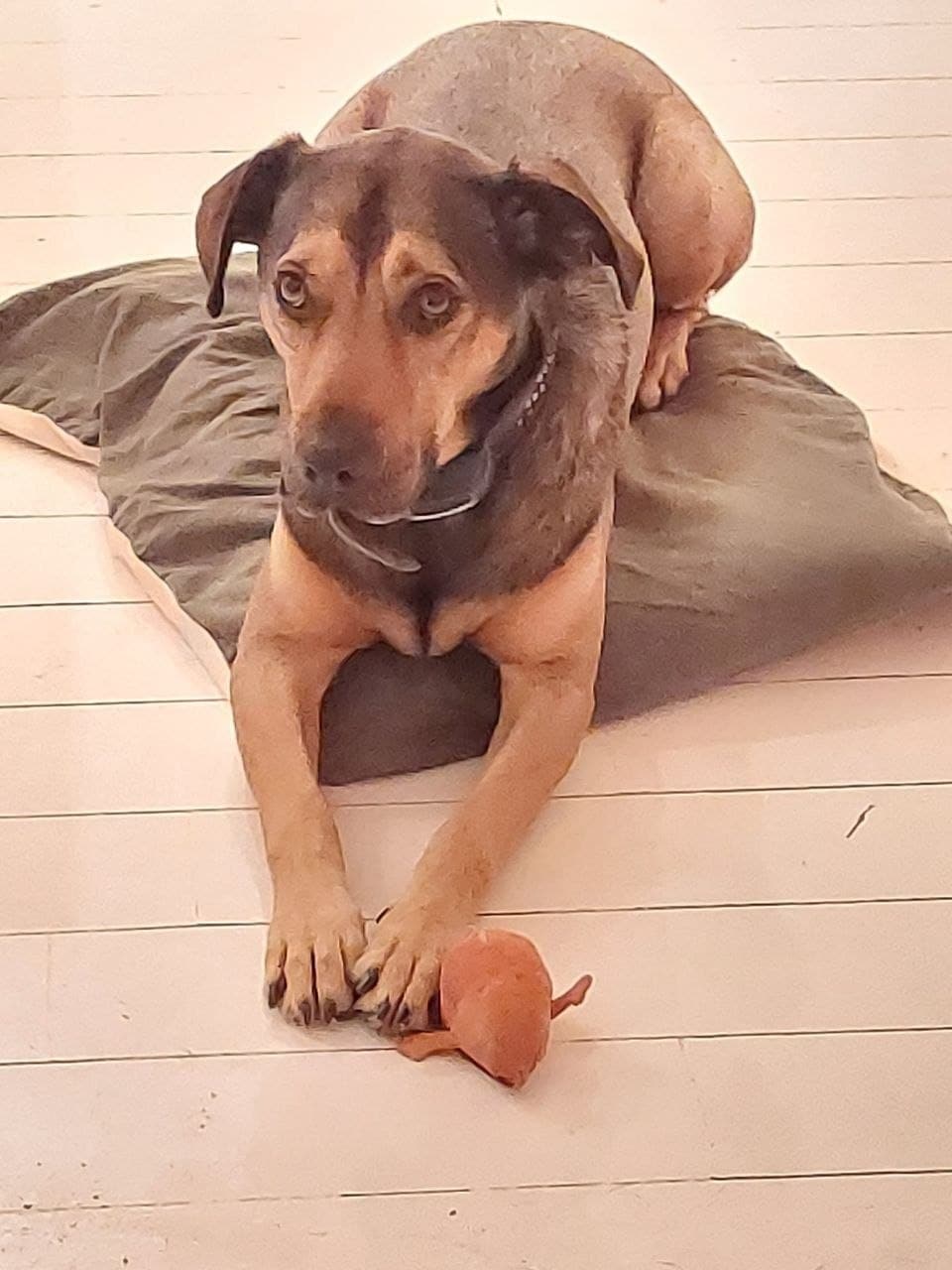 Charly, a tan and black shepherd cross, lying on a grey cushion with an orange toy between his paws